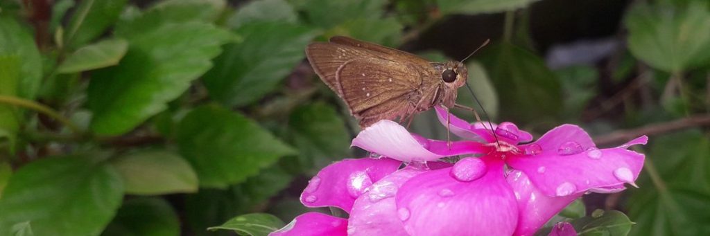 A photograph capturing a butterfly resting gently on a flower on a rooftop garden after rainfall in Sylhet, Bangladesh By Parvej Husen Talukder.